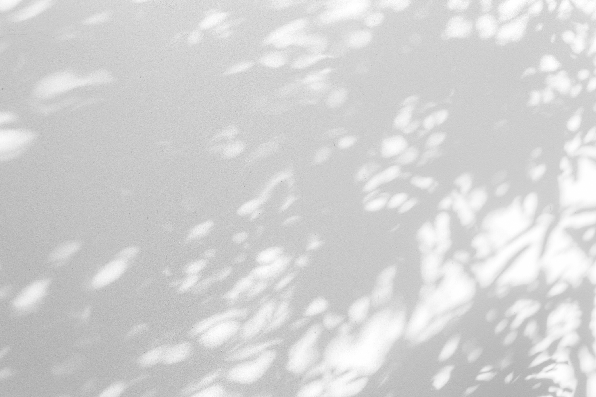 Shadow of Leaves on White Wall
